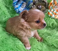 AKC Ol' Red LC, a male Chihuahua for sale in Emory, TX – Photo 4 of 10