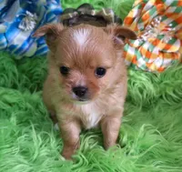 AKC Ol' Red LC, a male Chihuahua for sale in Emory, TX – Photo 7 of 10