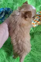 AKC Ol' Red LC, a male Chihuahua for sale in Emory, TX – Photo 6 of 10