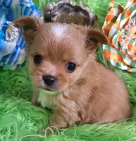 AKC Ol' Red LC, a male Chihuahua for sale in Emory, TX – Photo 2 of 10