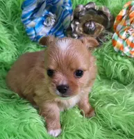 AKC Ol' Red LC, a male Chihuahua for sale in Emory, TX – Photo 1 of 10