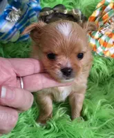AKC Ol' Red LC, a male Chihuahua for sale in Emory, TX – Photo 10 of 10