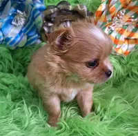 AKC Ol' Red LC, a male Chihuahua for sale in Emory, TX – Photo 8 of 10