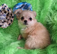 AKC Joshua LC, a male Chihuahua for sale in Emory, TX – Photo 4 of 8