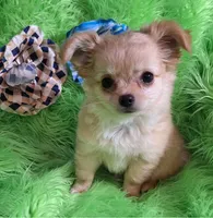 AKC Joshua LC, a male Chihuahua for sale in Emory, TX – Photo 8 of 8