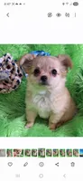 AKC Joshua LC, a male Chihuahua for sale in Emory, TX – Photo 7 of 8