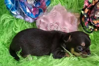 AKC Kacey, a female Chihuahua for sale in Emory, TX – Photo 4 of 8
