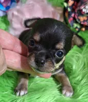 AKC Kacey, a female Chihuahua for sale in Emory, TX – Photo 1 of 8