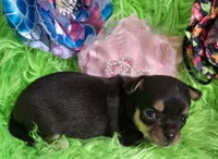 AKC Kacey, a female Chihuahua for sale in Emory, TX – Photo 6 of 8