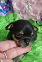 AKC Kacey, a female Chihuahua for sale in Emory, TX – Photo 5 of 8