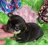 AKC Kacey, a female Chihuahua for sale in Emory, TX – Photo 7 of 8