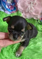 AKC Kacey, a female Chihuahua for sale in Emory, TX – Photo 3 of 8