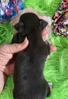 AKC Kacey, a female Chihuahua for sale in Emory, TX – Photo 8 of 8