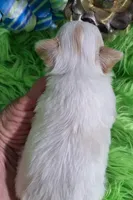 AKC Ronald LC, a male Chihuahua for sale in Emory, TX – Photo 2 of 8