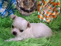 AKC Ronald LC, a male Chihuahua for sale in Emory, TX – Photo 4 of 8
