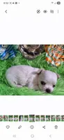 AKC Ronald LC, a male Chihuahua for sale in Emory, TX – Photo 3 of 8