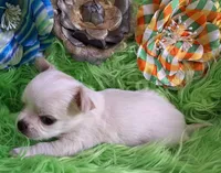 AKC Ronald LC, a male Chihuahua for sale in Emory, TX – Photo 5 of 8