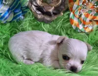 AKC Ronald LC, a male Chihuahua for sale in Emory, TX – Photo 8 of 8