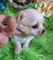 AKC Ronald LC, a male Chihuahua for sale in Emory, TX – Photo 7 of 8