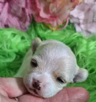 Gwen, a female Chorkie for sale in Emory, TX – Photo 1 of 9