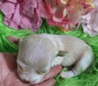 Gwen, a female Chorkie for sale in Emory, TX – Photo 7 of 9