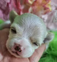 Gwen, a female Chorkie for sale in Emory, TX – Photo 5 of 9