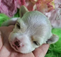 Gwen, a female Chorkie for sale in Emory, TX – Photo 8 of 9