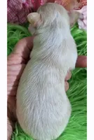 Gwen, a female Chorkie for sale in Emory, TX – Photo 9 of 9