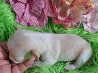 Gwen, a female Chorkie for sale in Emory, TX – Photo 4 of 9