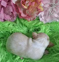 Gwen, a female Chorkie for sale in Emory, TX – Photo 3 of 9