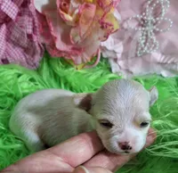 Gwen, a female Chorkie for sale in Emory, TX – Photo 6 of 9