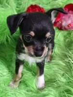 Blake, a male Chorkie for sale in Emory, TX – Photo 4 of 5
