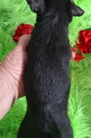 Blake, a male Chorkie for sale in Emory, TX – Photo 5 of 5