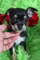 Blake, a male Chorkie for sale in Emory, TX – Photo 1 of 5