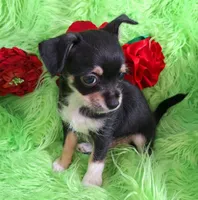 Blake, a male Chorkie for sale in Emory, TX – Photo 2 of 5