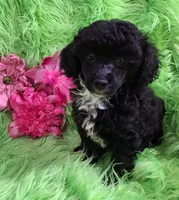 Cher, a female Poodle - Toy  for sale in Emory, TX – Photo 1 of 10