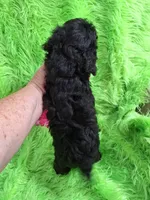 Cher, a female Poodle - Toy  for sale in Emory, TX – Photo 10 of 10