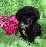 Cher, a female Poodle - Toy  for sale in Emory, TX – Photo 3 of 10