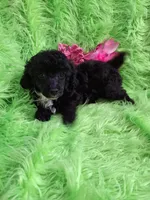 Cher, a female Poodle - Toy  for sale in Emory, TX – Photo 9 of 10