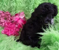Cher, a female Poodle - Toy  for sale in Emory, TX – Photo 6 of 10
