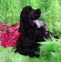 Cher, a female Poodle - Toy  for sale in Emory, TX – Photo 8 of 10