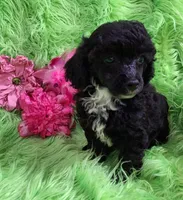 Cher, a female Poodle - Toy  for sale in Emory, TX – Photo 2 of 10
