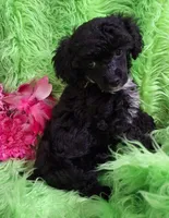 Cher, a female Poodle - Toy  for sale in Emory, TX – Photo 7 of 10