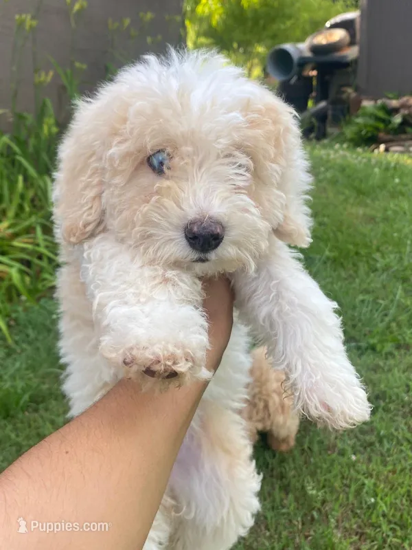 Lucy  – Poodle - Miniature  puppy for sale in Statesville, NC