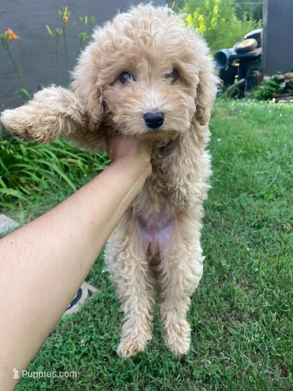 Cookie  – Poodle - Miniature  puppy for sale in Statesville, NC