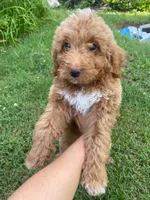 Tux , a male Poodle - Miniature  for sale in Statesville, NC – 1 of 1