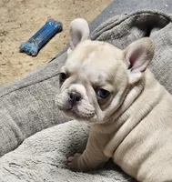 Dusty Rhodes, a male French Bulldog for sale in Canton, KS – Photo 1 of 3