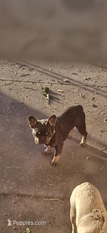 Francis Alonzo AKA Frankie