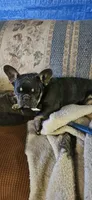 Francis Alonzo AKA Frankie, a male French Bulldog for sale in Canton, KS – Photo 2 of 2