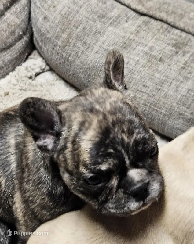 Mini Pearl – French Bulldog puppy for sale in Canton, KS
